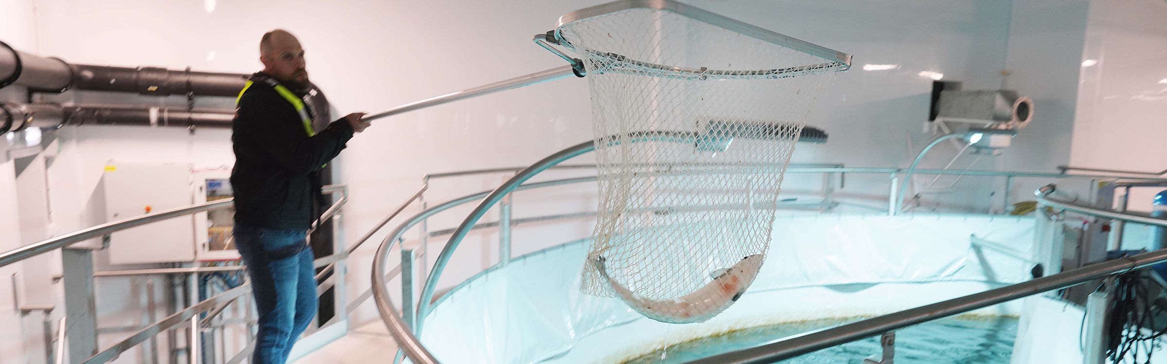 An operator nets a salmon from an Ontec tank in the tank hall at Måløy